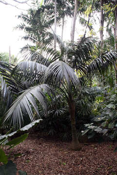 Image of Kentia Palm