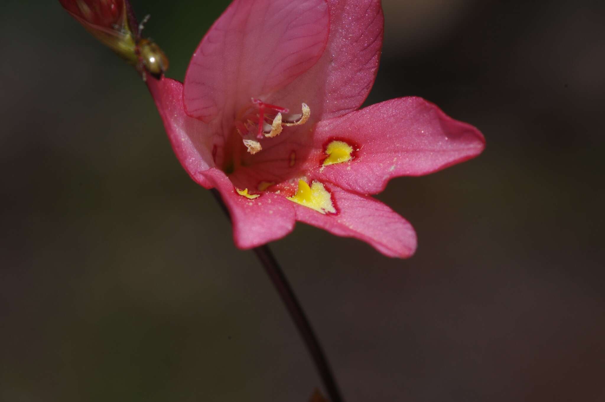 Imagem de Tritonia drakensbergensis M. P. de Vos