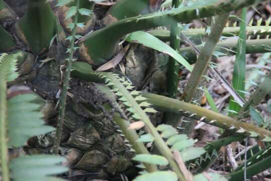 Image of Sclavo's Cycad