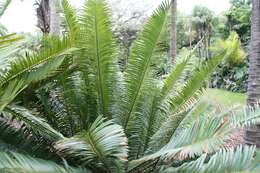 Image of Sclavo's Cycad