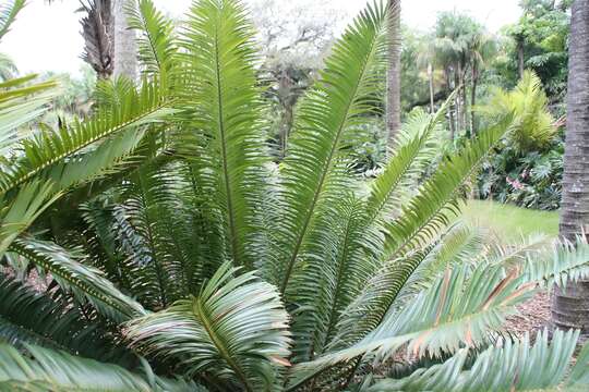 Image de Encephalartos sclavoi A. Moretti, D. W. Stev. & De Luca