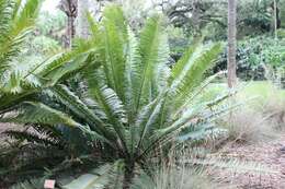 Image of Sclavo's Cycad
