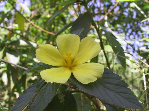 Image of Turnera orientalis (Urban) M. M. Arbo