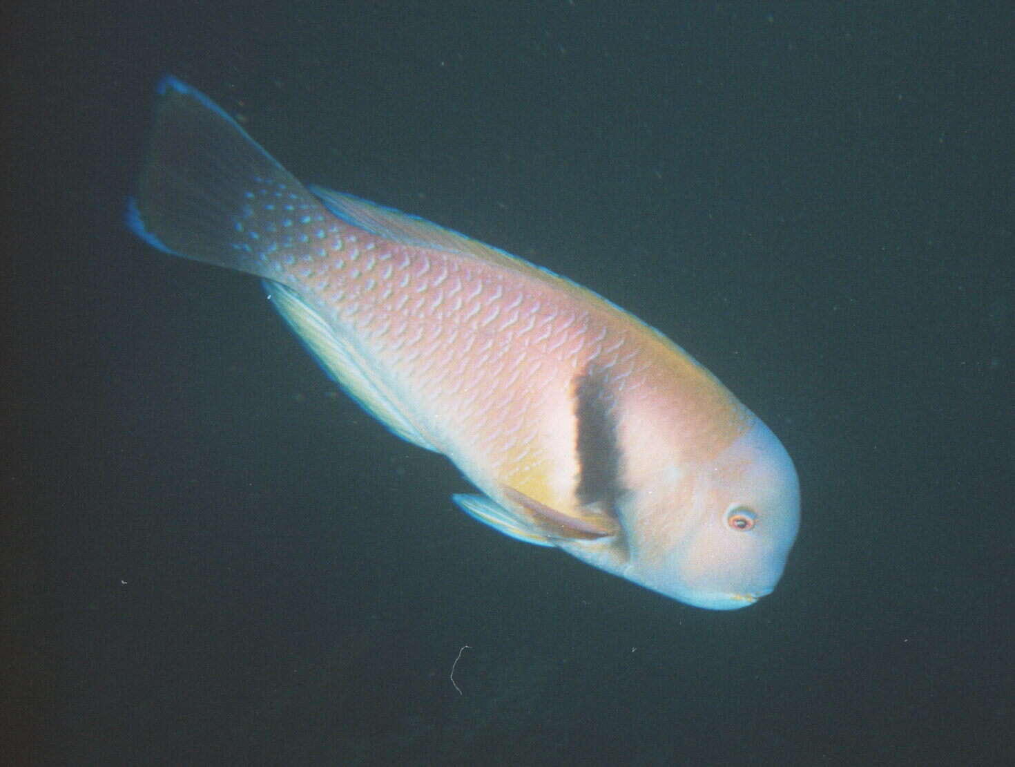 Image of Scarbreast Tuskfin