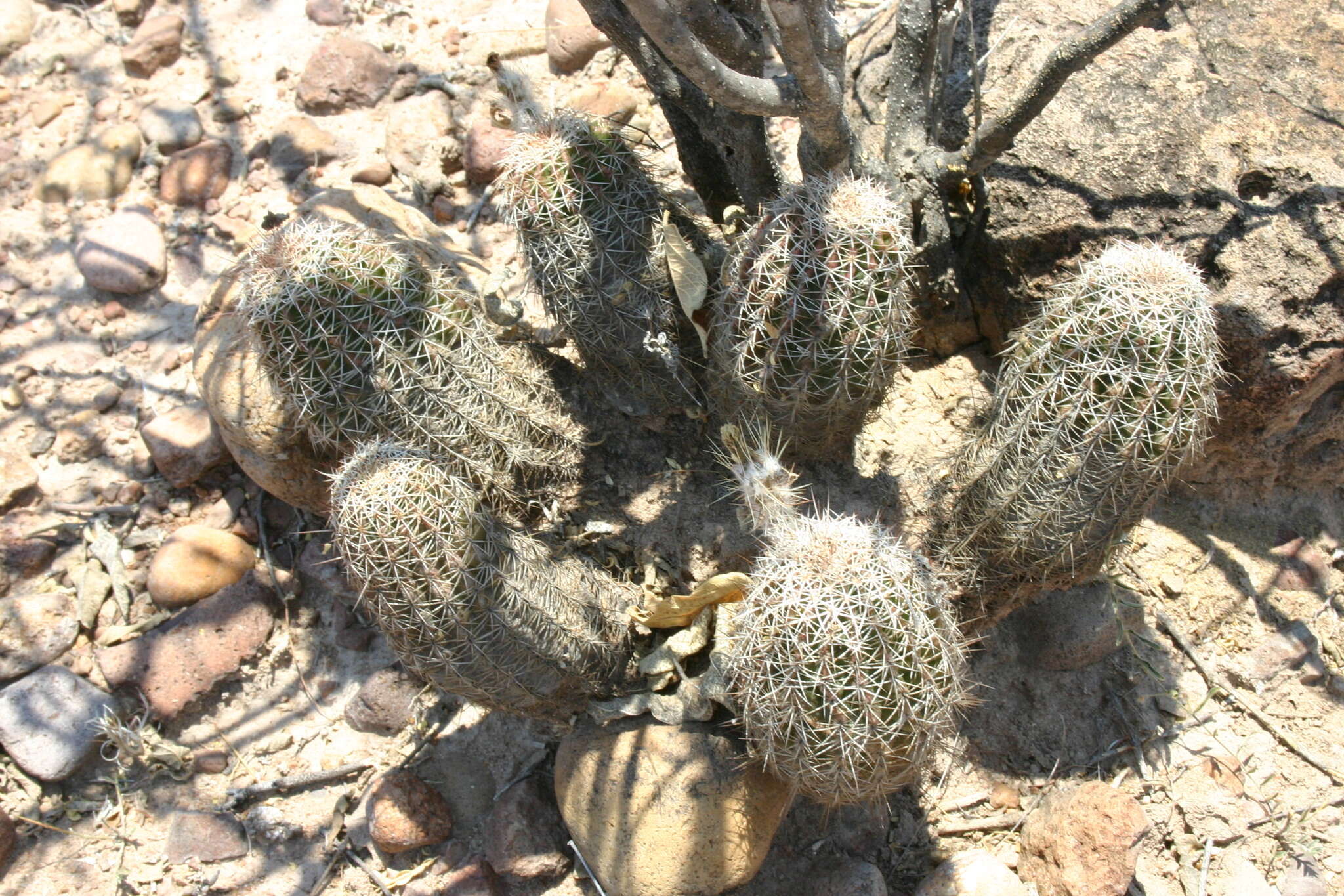 Image of Echinocereus pamanesii