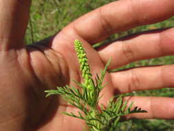 Image of slimleaf bur ragweed