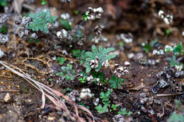 Image of Aleuritopteris argentea (S. G. Gmel.) Fée