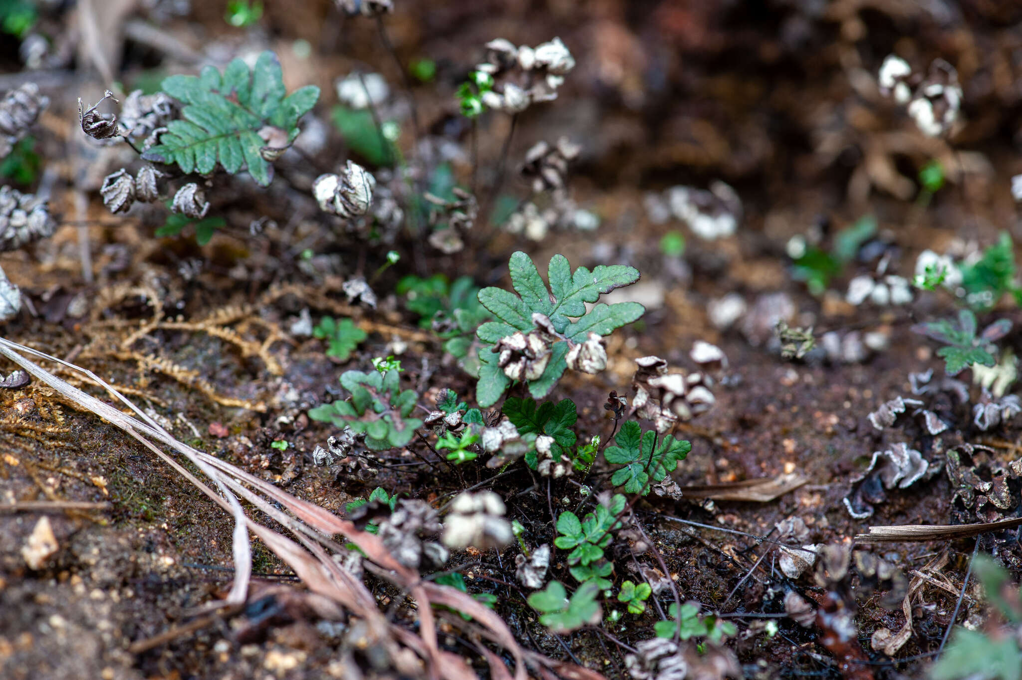 Image of Aleuritopteris argentea (S. G. Gmel.) Fée