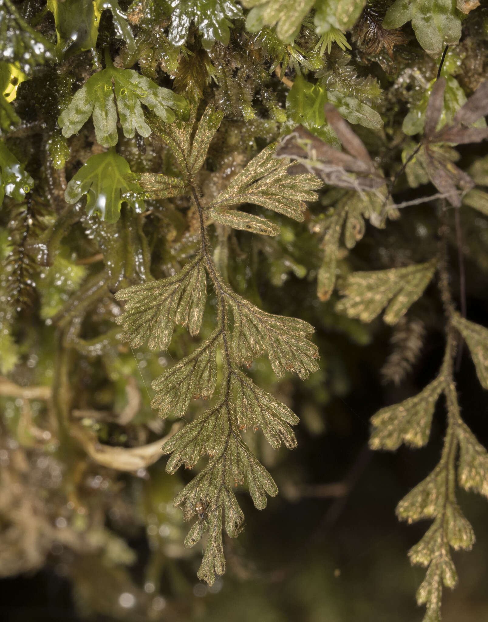 Image of Hymenophyllum ferrugineum Colla