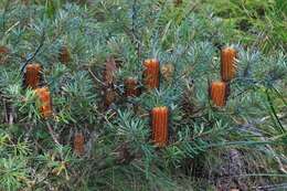 Image of Banksia neoanglica (A. S. George) Stimpson & J. J. Bruhl