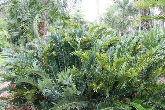 Image of Alexandria Cycad