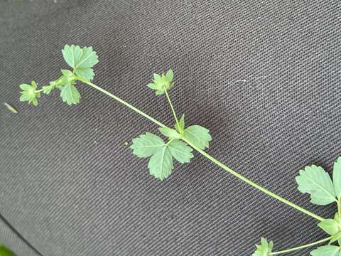 Image of Potentilla centigrana Maxim.