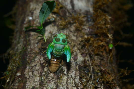 Image of Auritibicen flavomarginatus (Hayashi 1977)