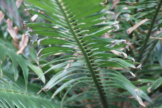 Image de Encephalartos gratus Prain