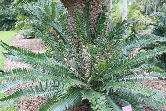 Image of Mulanje Cycad