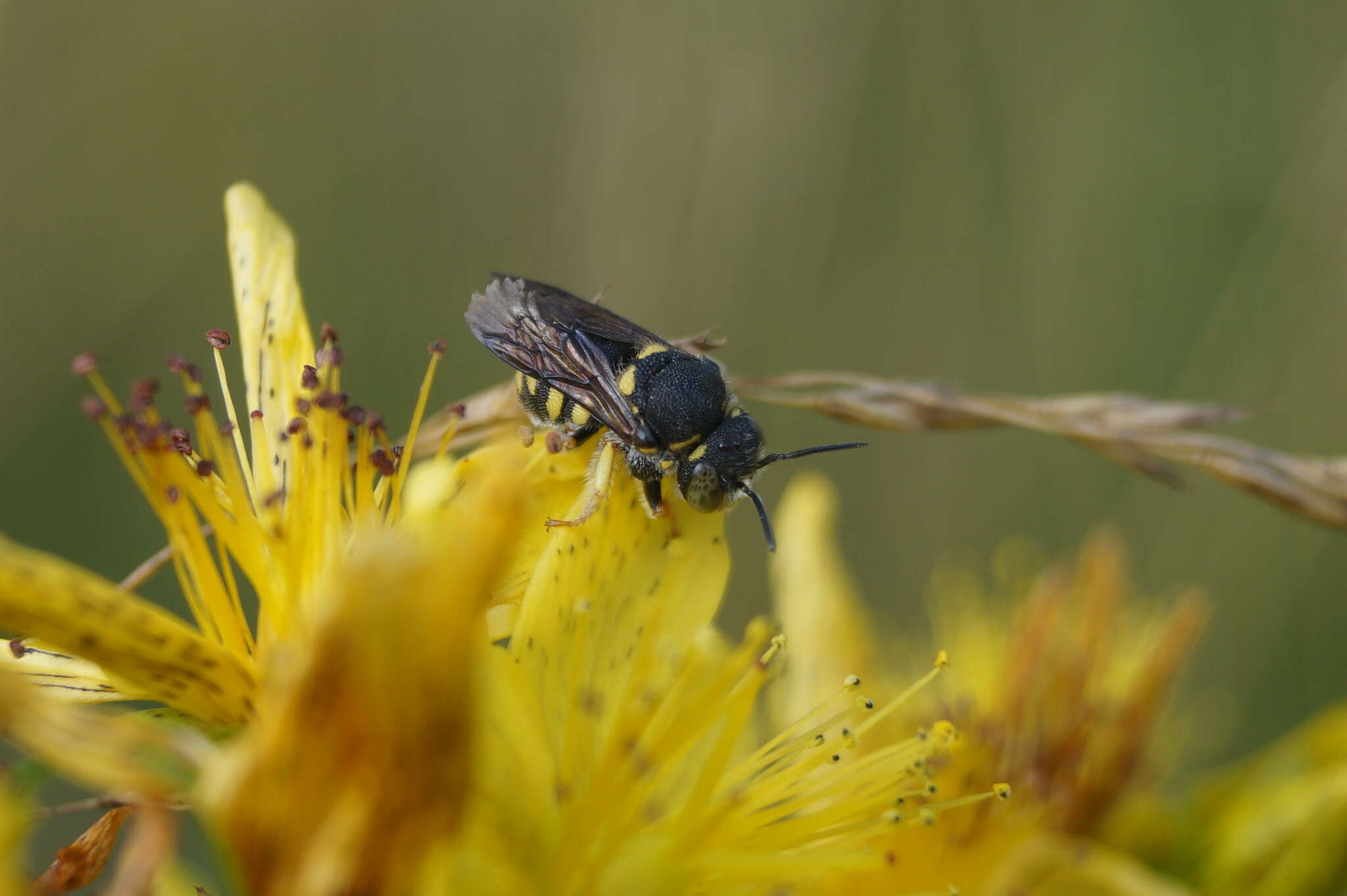 Image de Anthidiellum strigatum (Panzer 1805)