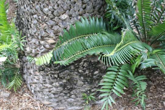 Image de Encephalartos gratus Prain