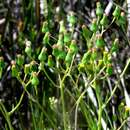 Image of Senecio psilocarpus R. O. Belcher & D. E. Albrecht