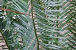 Image of Cycad