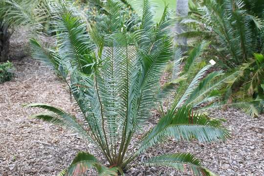 Image of Cycad