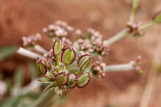 Image of Parish's biscuitroot