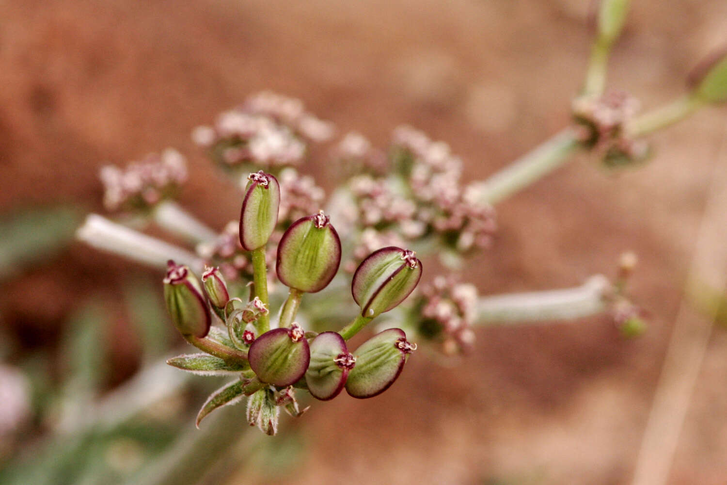 Imagem de Lomatium nevadense var. parishii (Coult. & Rose) Jeps.