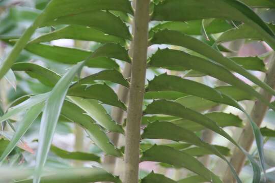 Image de Encephalartos gratus Prain