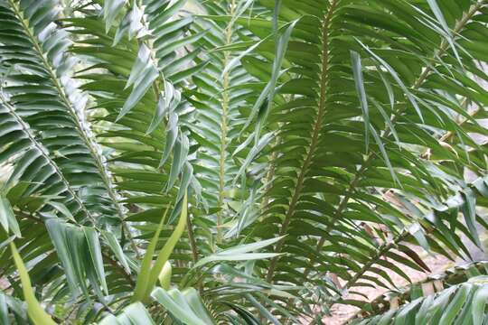 Image de Encephalartos gratus Prain