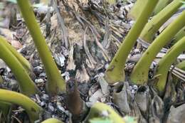 Image of Modjadji Cycad