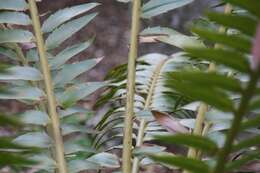 Image of Modjadji Cycad