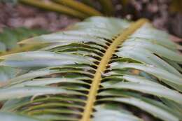 Image of Modjadji Cycad