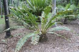 Image of Modjadji Cycad