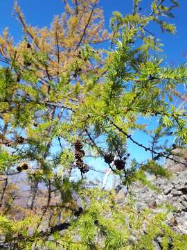 Image of Dahurian Larch