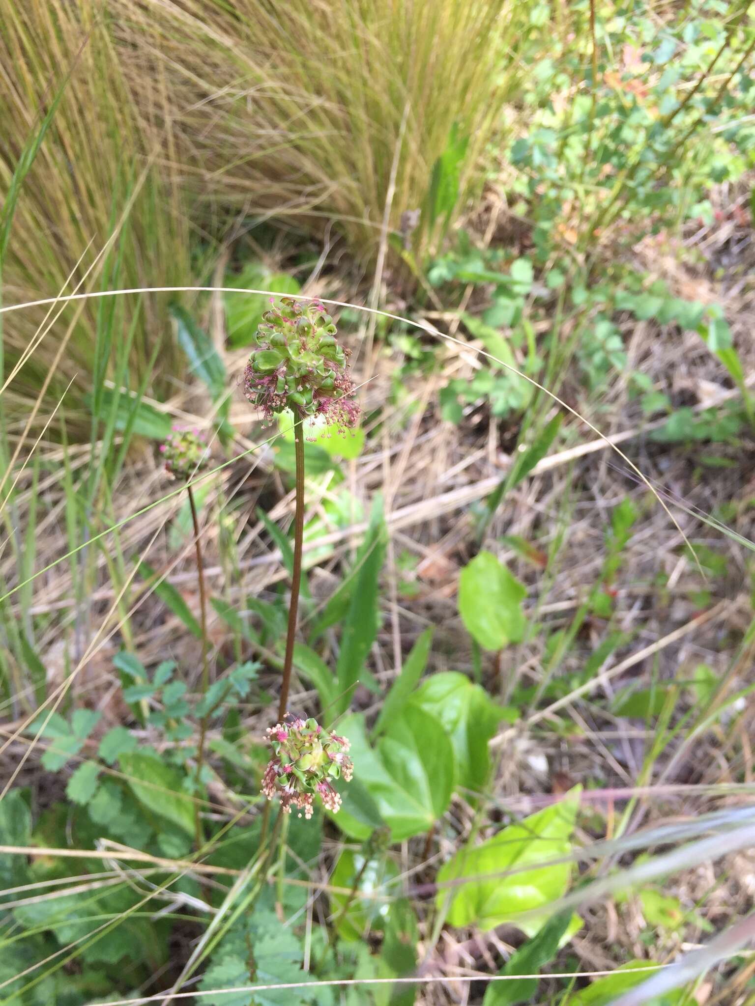 Imagem de Poterium sanguisorba L.