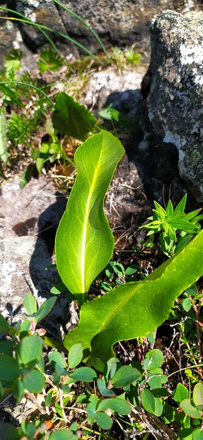 Image of Lagotis uralensis Schischk.