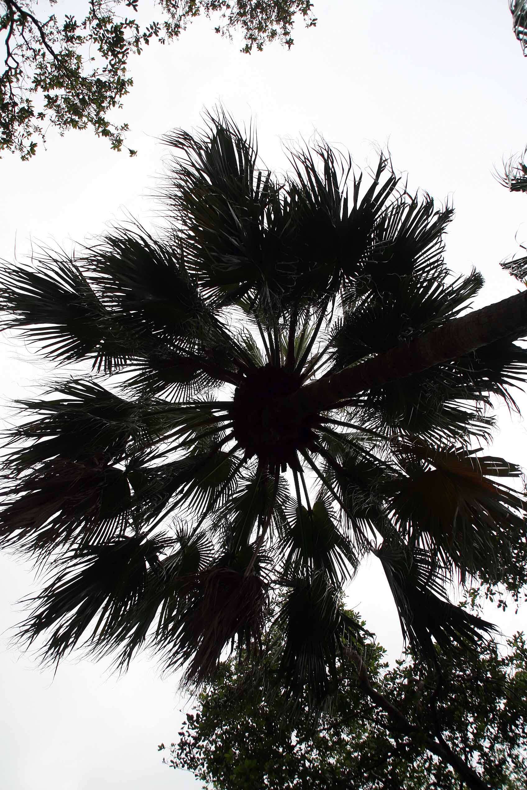 Image of fountain palm