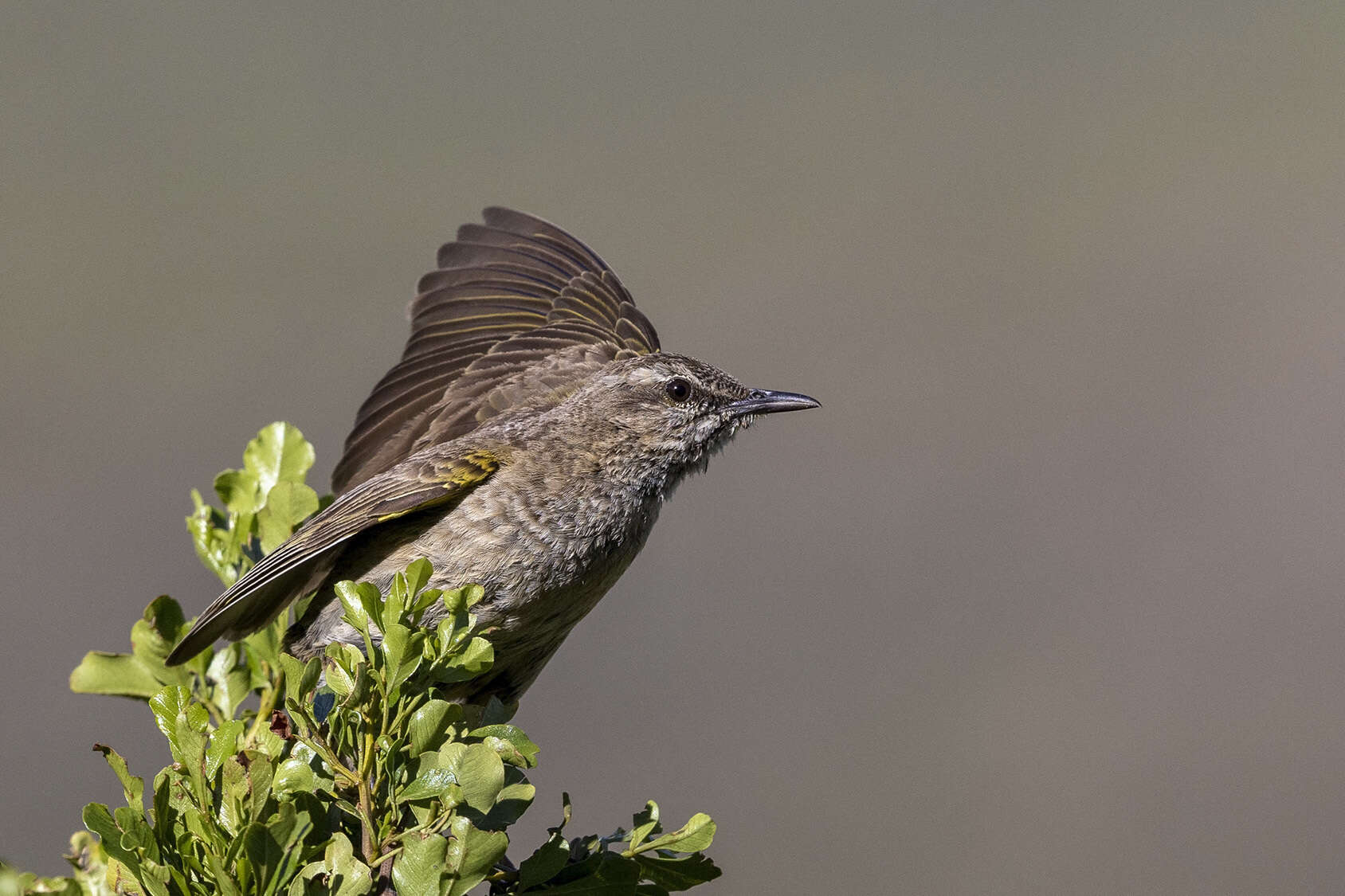 Image of African Rock Pipit