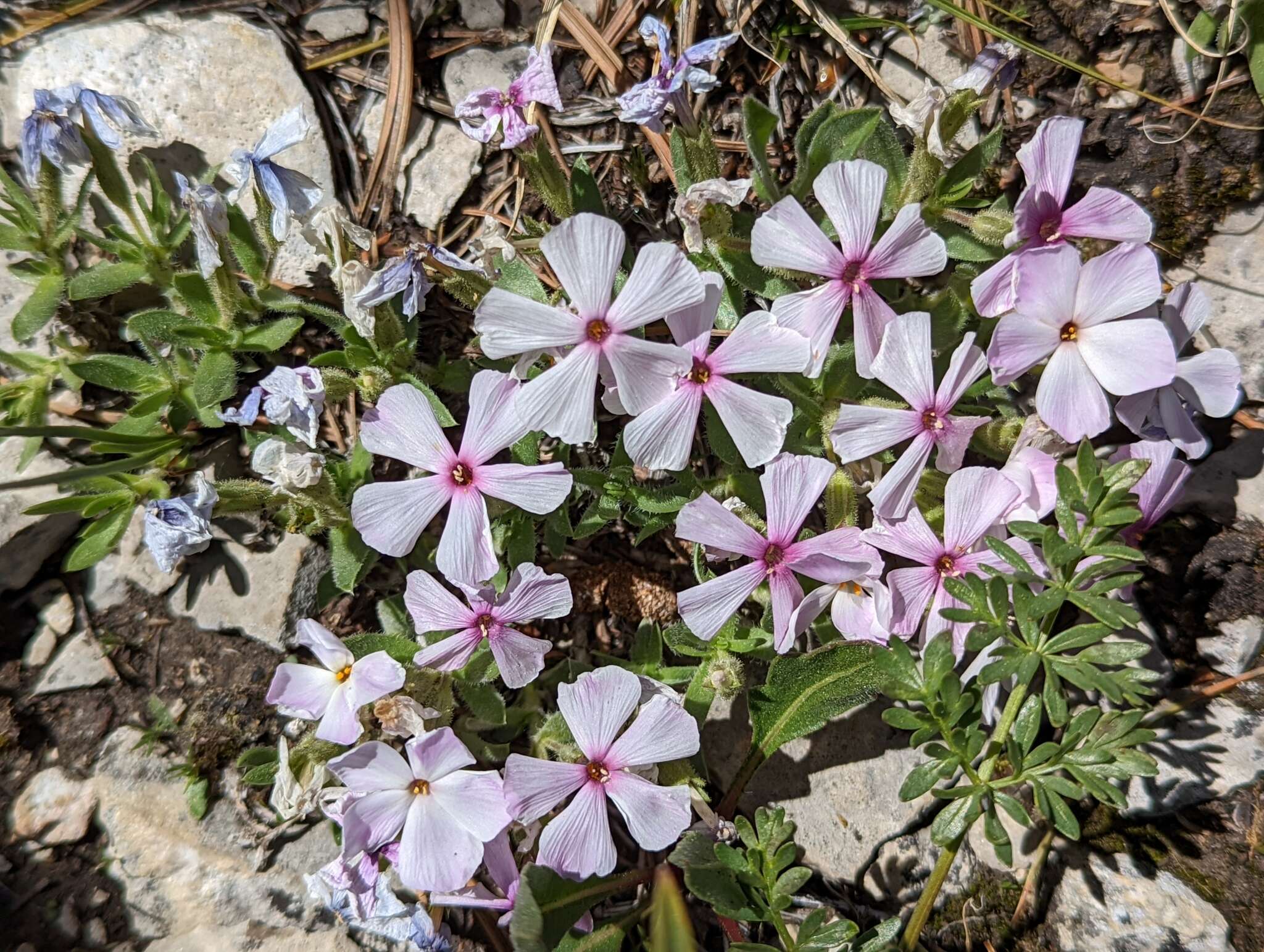 Image of alyssumleaf phlox