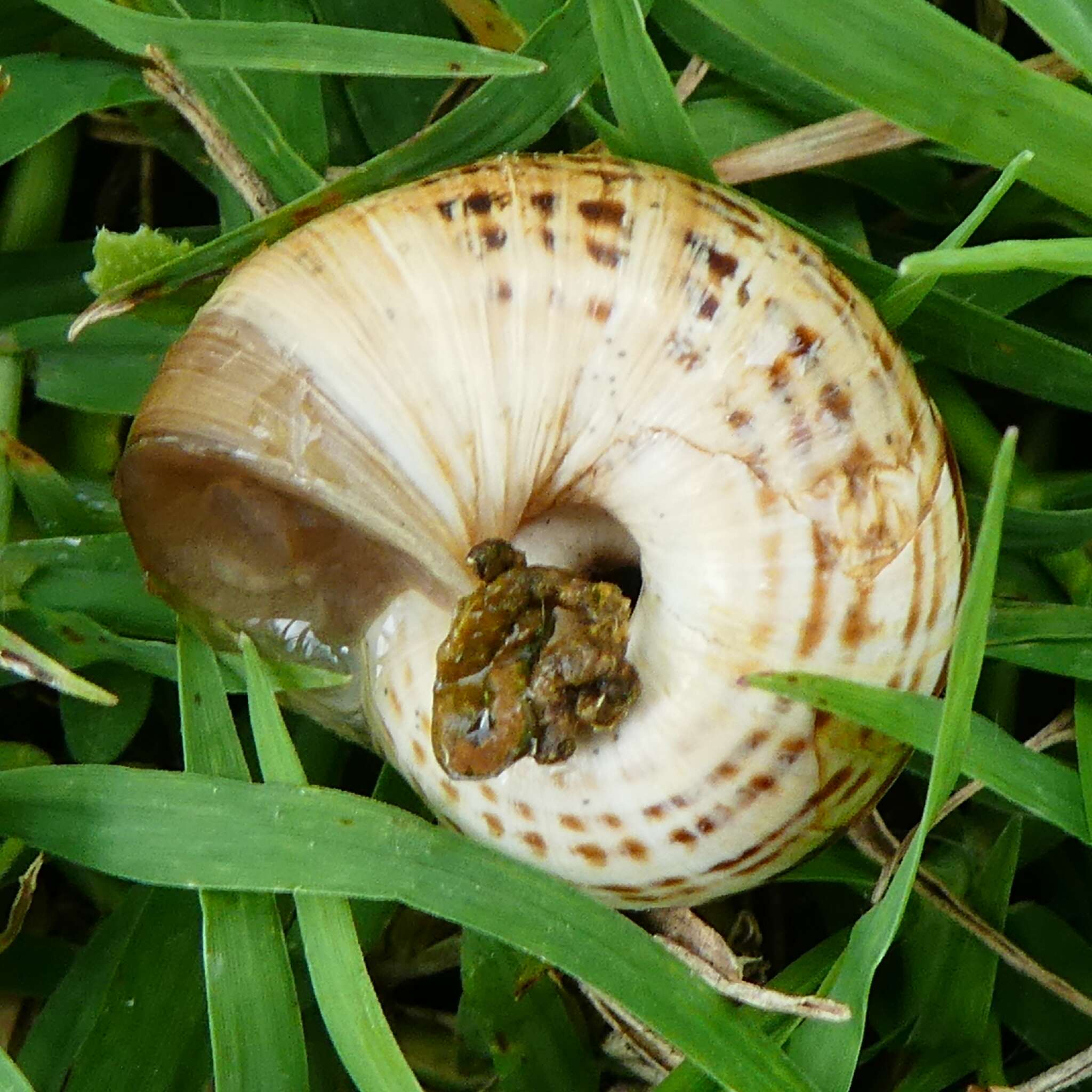 Image of Xerosecta arigonis (A. Schmidt 1853)