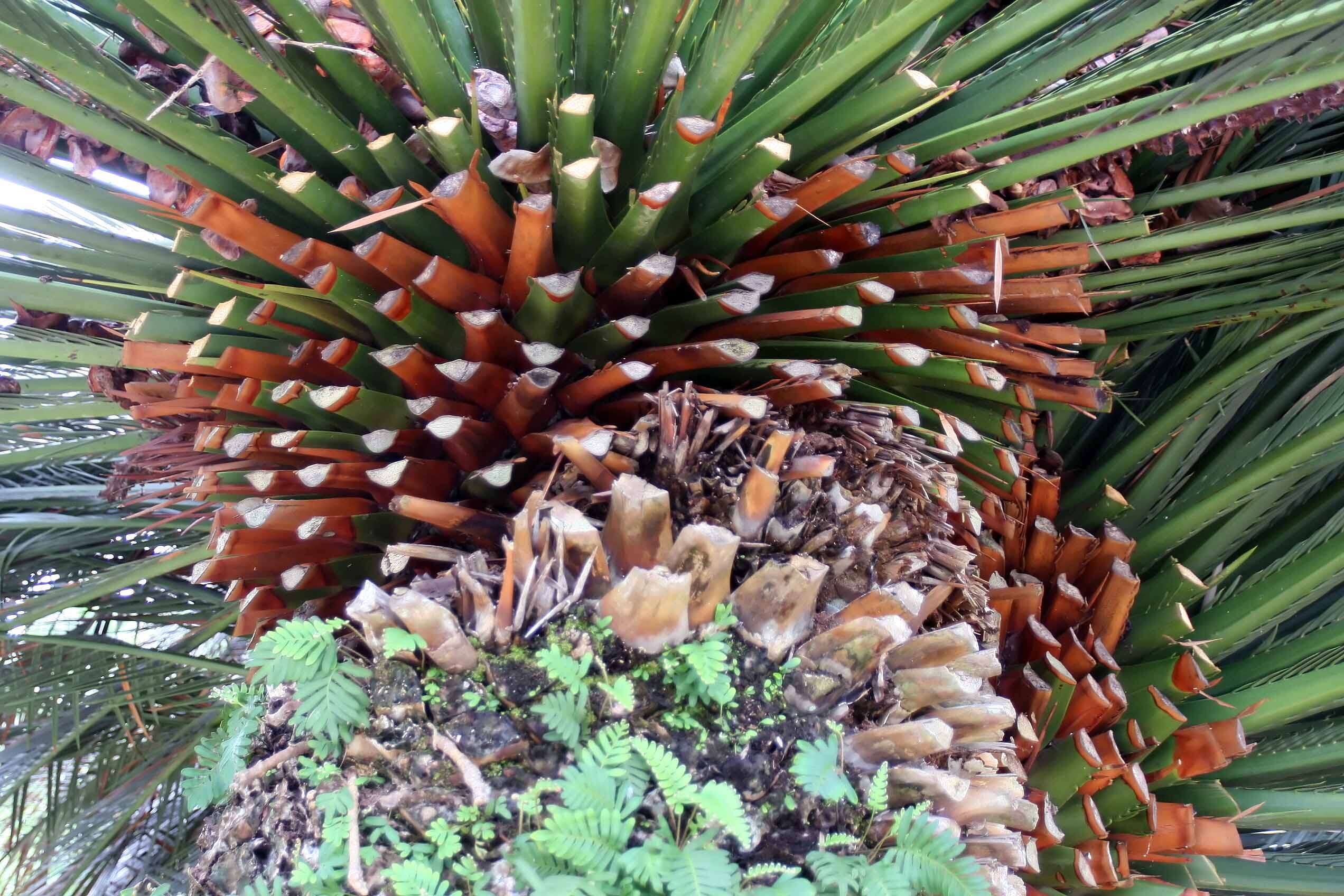 Image of Macrozamia moorei F. Muell.