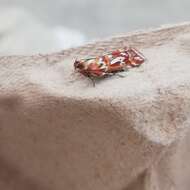 Image de Acrobasis porphyrella Duponchel 1836