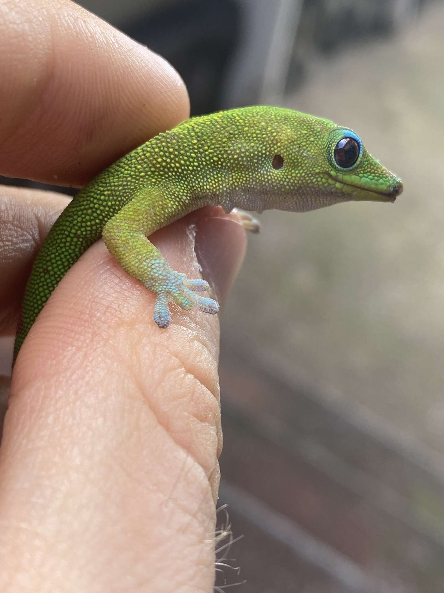 Image of gold dust day gecko