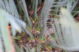 Image of Kei Cycad