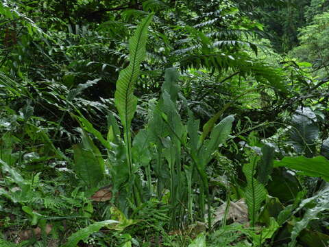 Image of Leptochilus wrightii (Hook.) X. C. Zhang