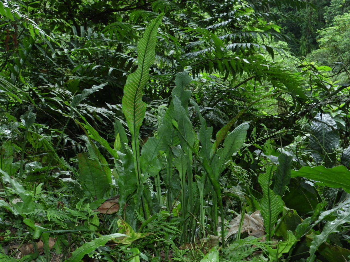 Слика од Leptochilus wrightii (Hook.) X. C. Zhang