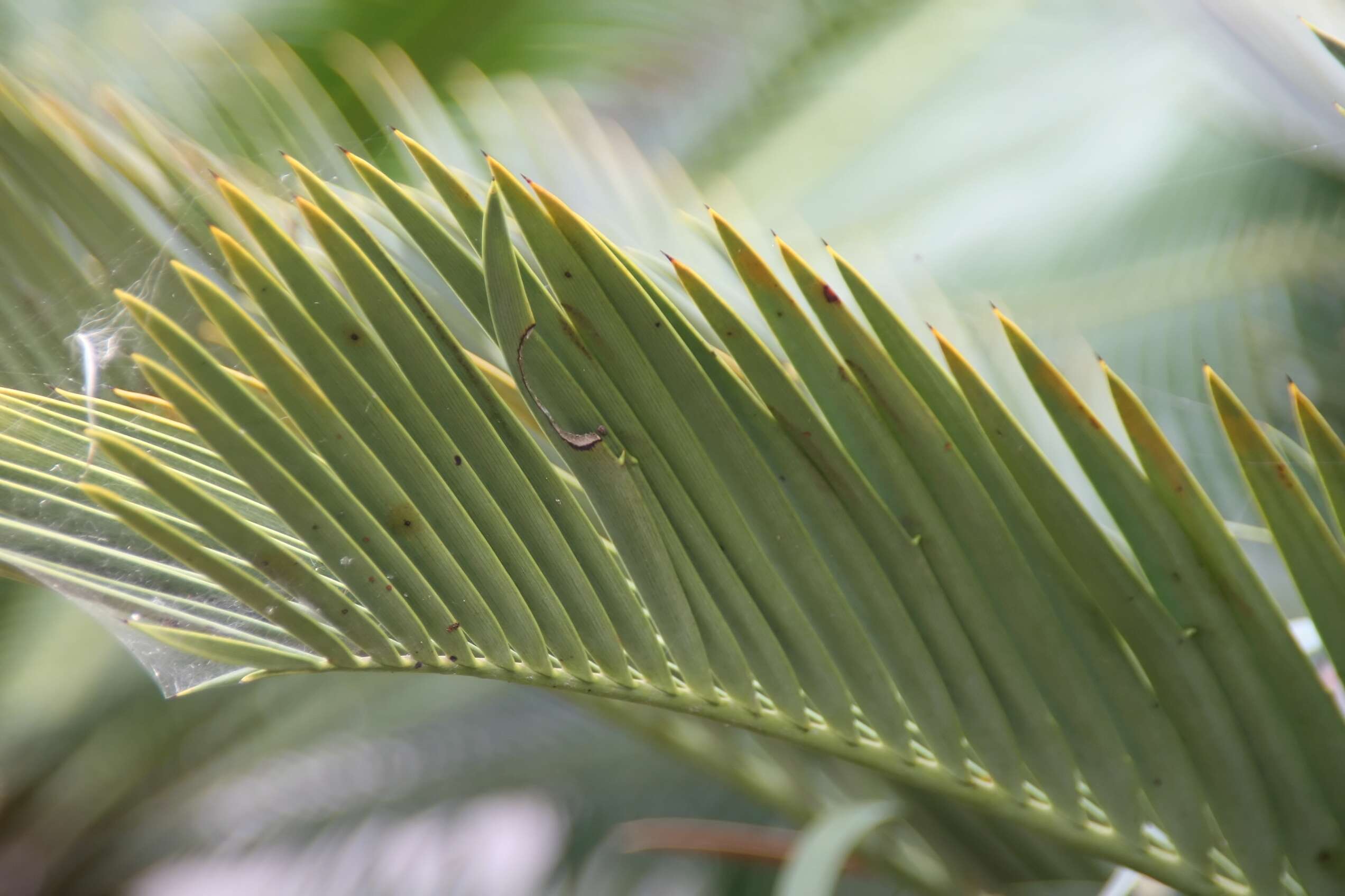 Image of Kei Cycad