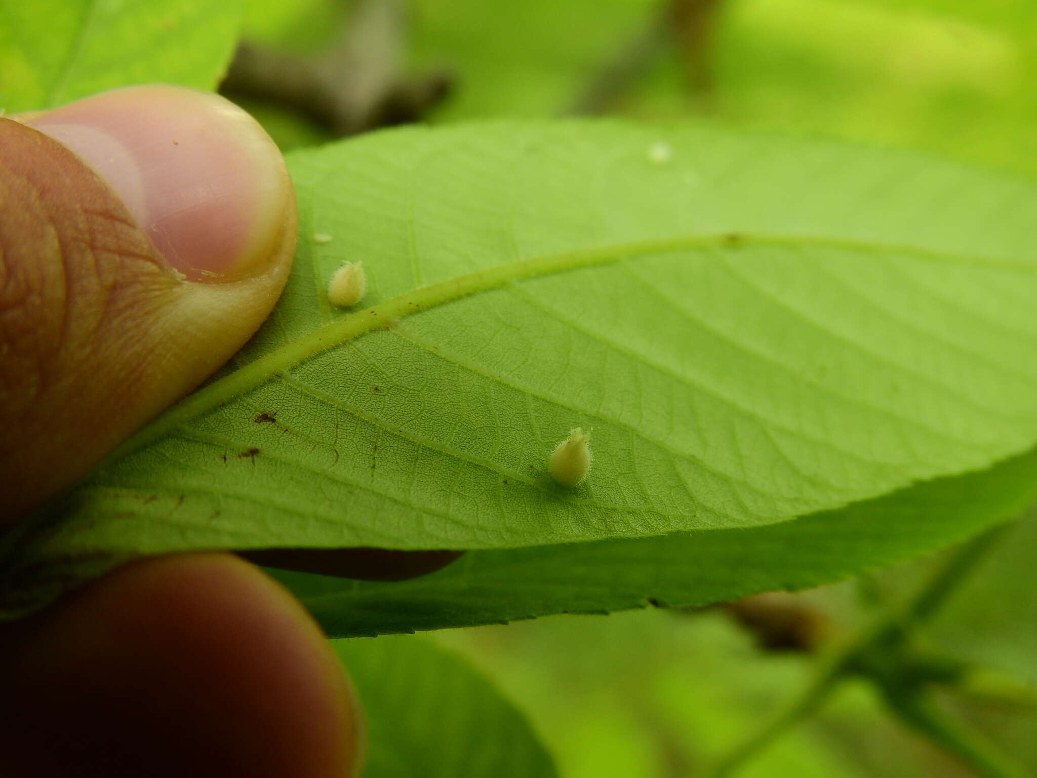 Phylloxera caryaegummosa Riley & C. V. 1874的圖片