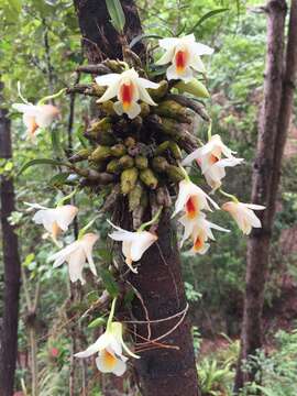 Image of Dendrobium christyanum Rchb. fil.