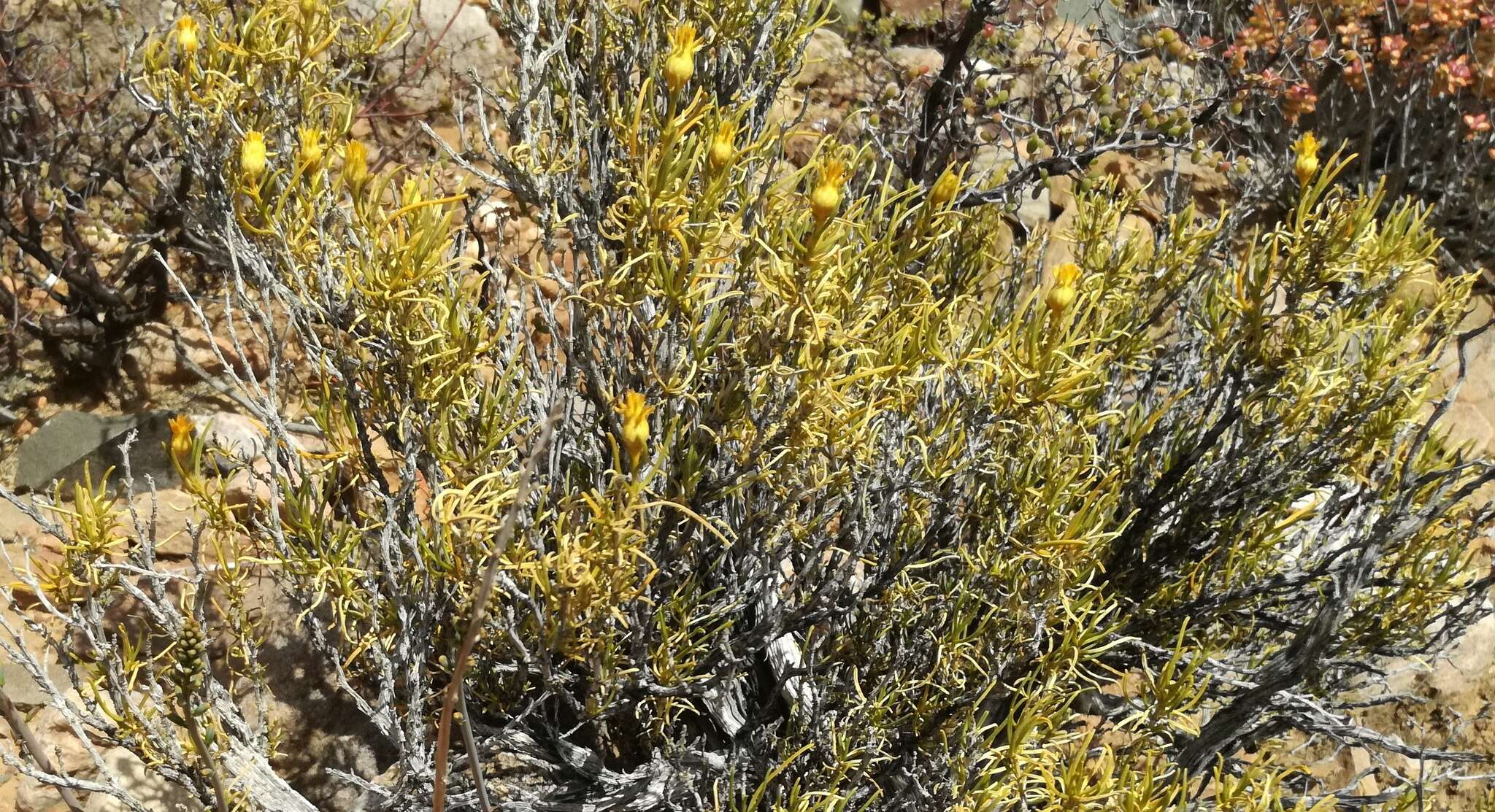 Image of Pteronia pallens L. fil.