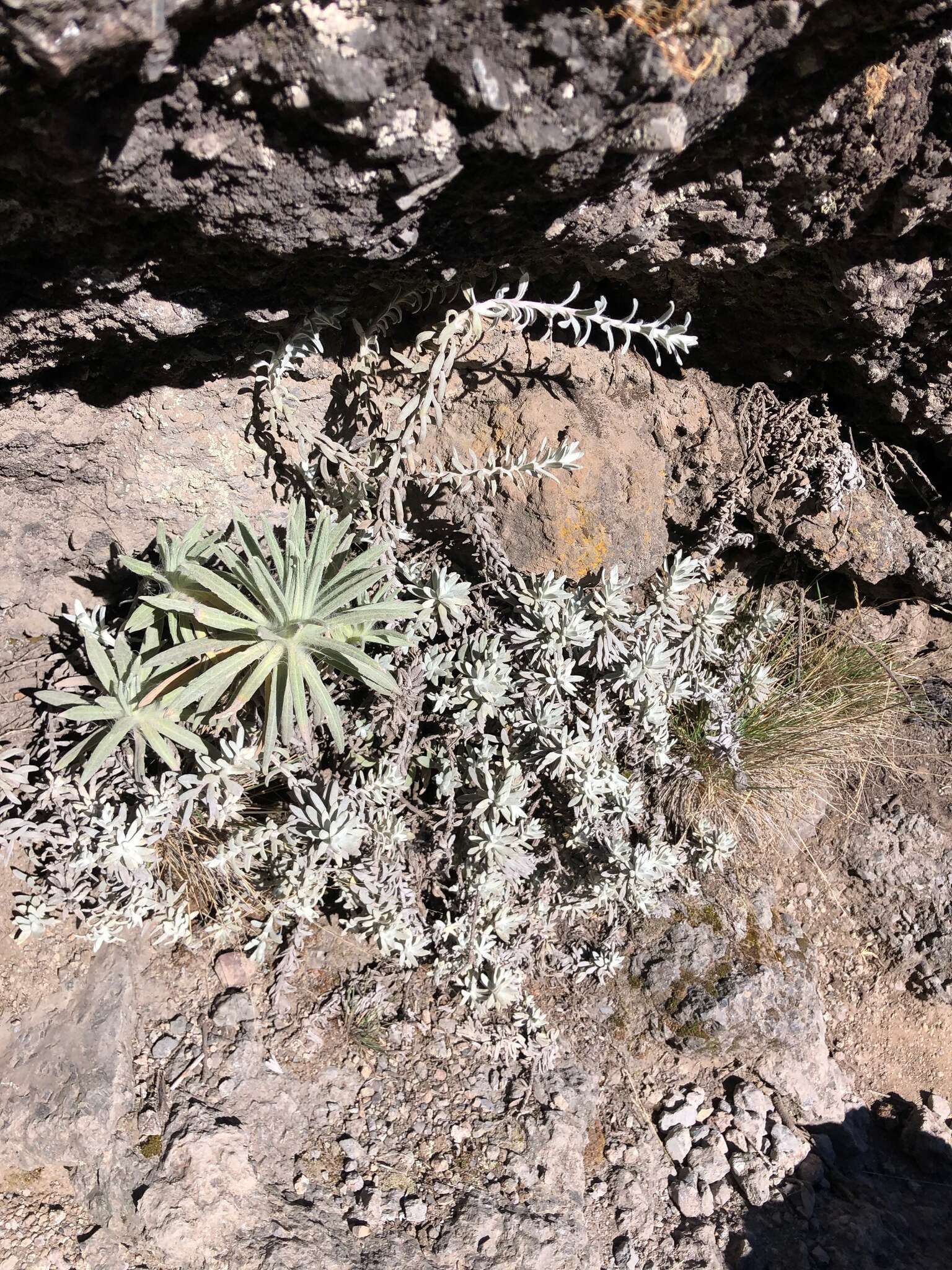 Image of everlasting-flower